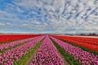 USA, Washington State. Skagit Valley, tulips grown in field Art Print